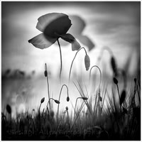Fragile Beauty