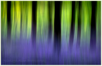 Bluebell Impression
