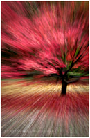 Brush Strokes