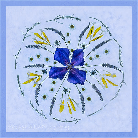 Petal Mandala