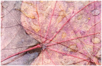 Leaf Mosaic