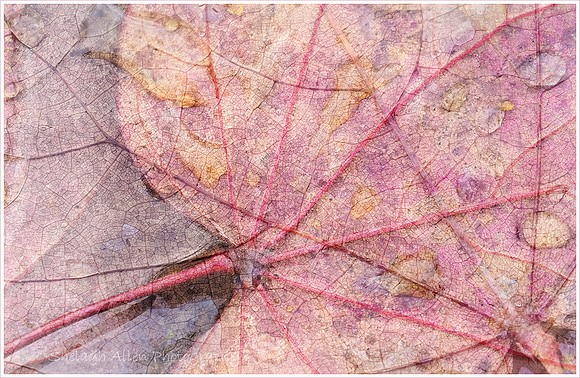 Leaf Mosaic