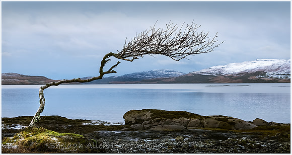 Lone Tree, Isle Of Mull