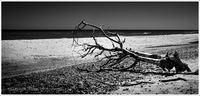 Tree Sculpture, Covehithe